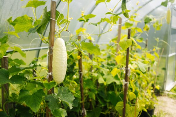 Cetriolo Bianco White Wonder semi