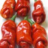 ero1 Peperoncino Erotico Rosso 10 Semi
