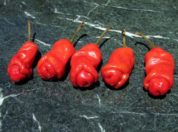 erot Peperoncino Erotico Rosso 10 Semi