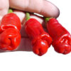 peperoncino erotico semi Peperoncino Erotico Rosso 10 Semi