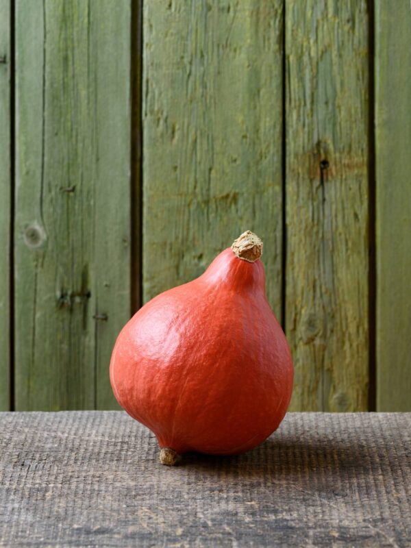 hokkaido (2) Zucca Uchiki Kuri semi