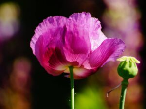 Papavero Laurens Grape semi