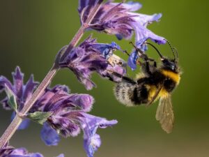 Nepeta Cataria semi
