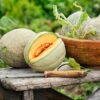 melone galia Melone Gallia / Galia semi