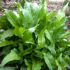 rutu Rucola Turca Perenne semi