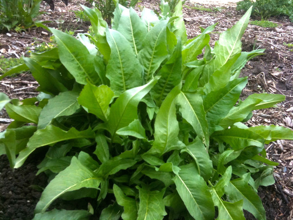 rutu Rucola Turca Perenne semi