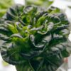 Tatsoi Rosette100 Semi