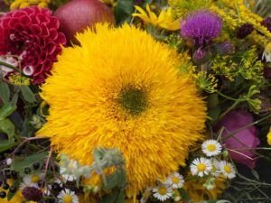 Girasole Teddy Bear / Sungold semi