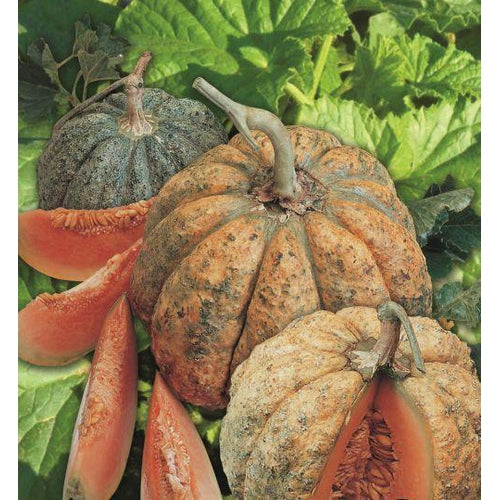 zamel1 Melone Zatta semi
