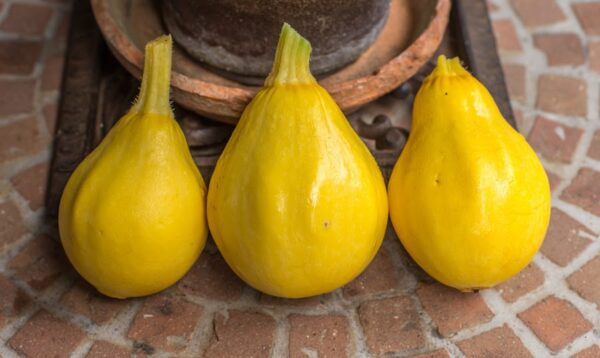 zulli-1 Zucchino Limone semi