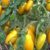 b agia Pomodoro Banana Giallo semi