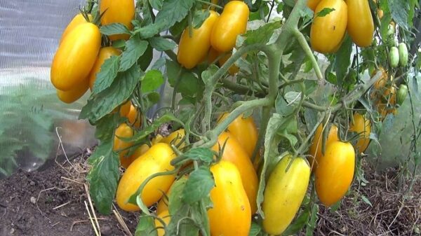 b agia Pomodoro Banana Giallo semi