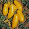 pomodoro banana giallo semi Pomodoro Banana Giallo semi