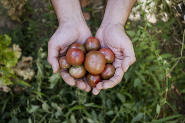 Man holding fresh tomatoes, from biological agriculture. Pomodoro Ciliegia Brown Berry semi