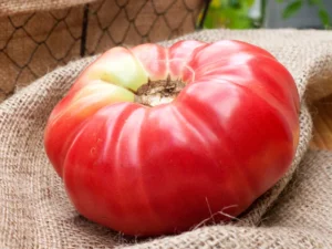 Pomodoro German Queen semi