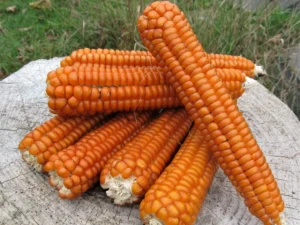 Mais Arancio Creole Flint