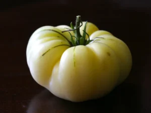 Pomodoro Great White semi