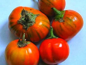 mero4 Melanzana Rossa di Rotonda semi