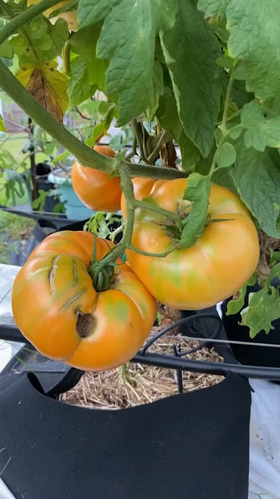 Pomodoro Ananas Semi
