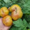 Pomodoro Ananas Nero
