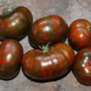 Pomodoro Chocolate Stripe semi