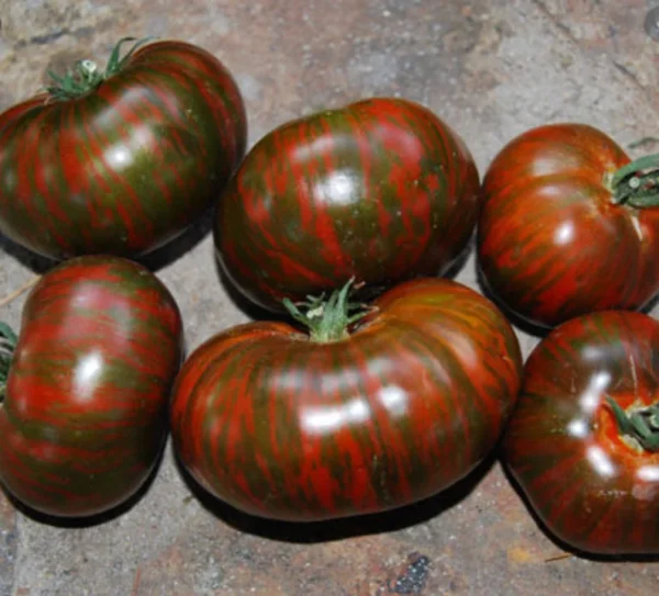 Pomodoro Chocolate Stripe semi