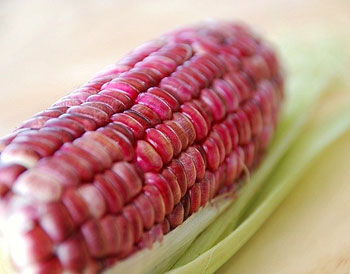 reco Mais Red Conico semi
