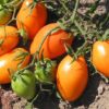 Pomodoro Roma Arancio semi