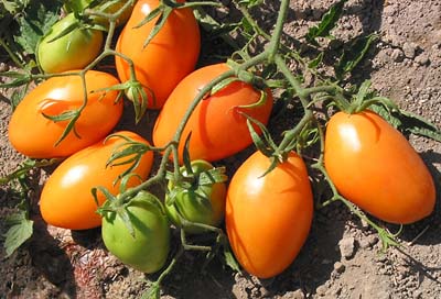 Pomodoro Roma Arancio semi