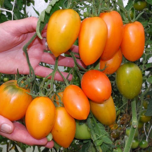 Pomodoro Roma Arancio semi