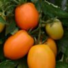 Pomodoro Roma Arancio semi