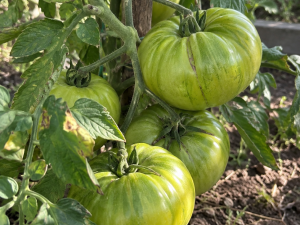 Pomodoro Aunt Ruby German Green semi