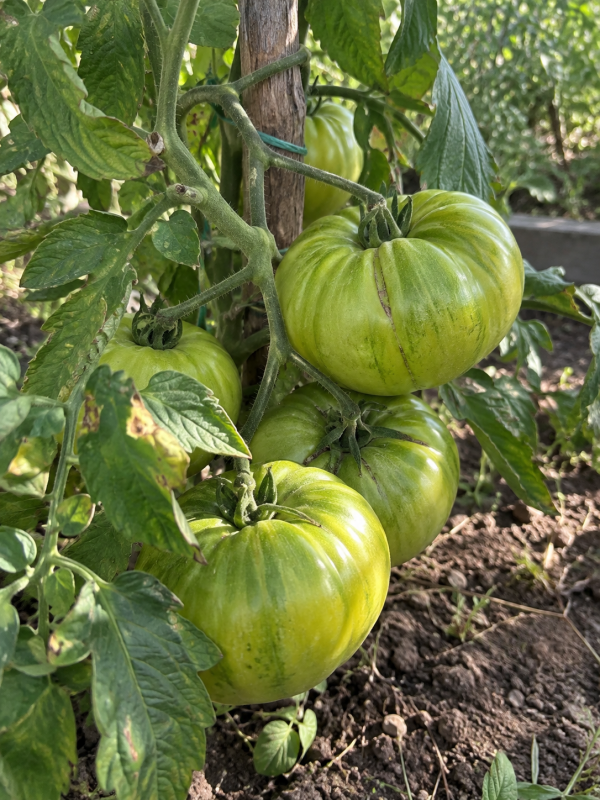 IMG_9702 Pomodoro Aunt Ruby German Green semi